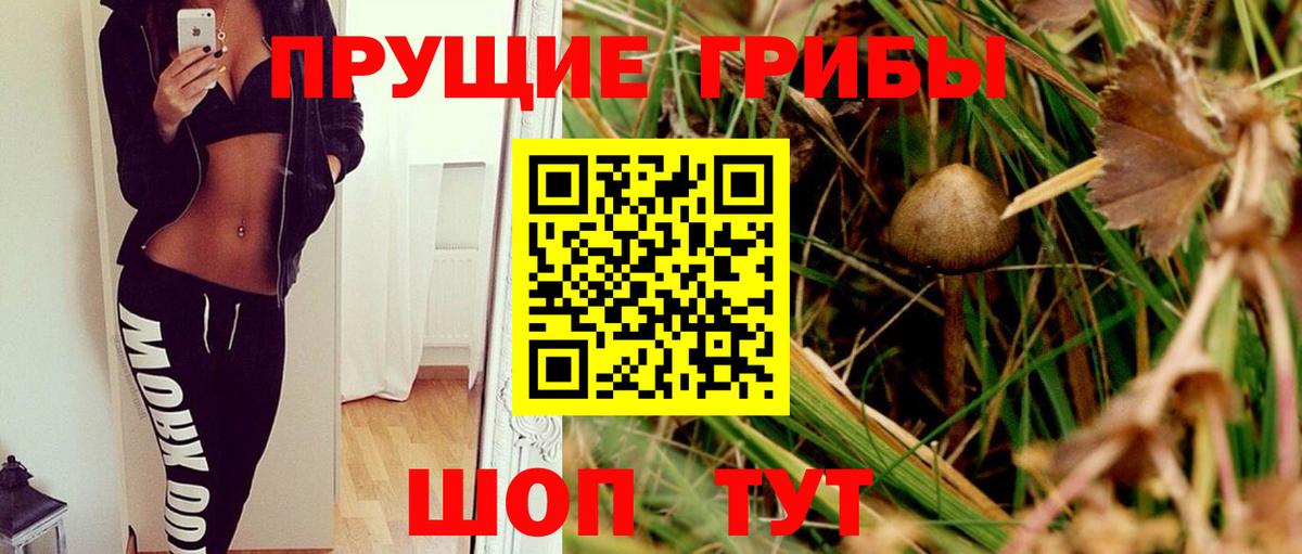Псилоцибиновые грибы Psilocybe Саранск
